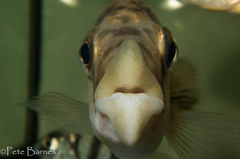 Cheilochromis euchilus